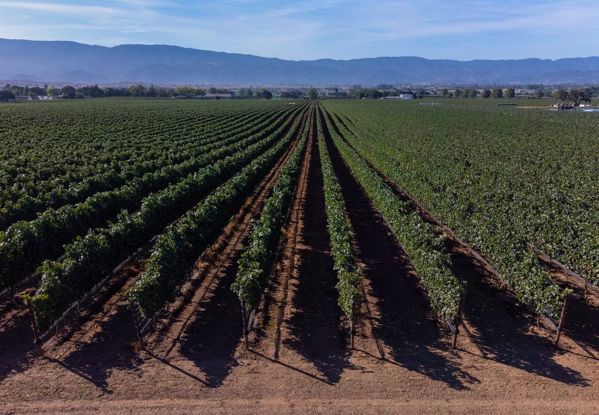 Vineyard end posts and stakes from recycled pipe